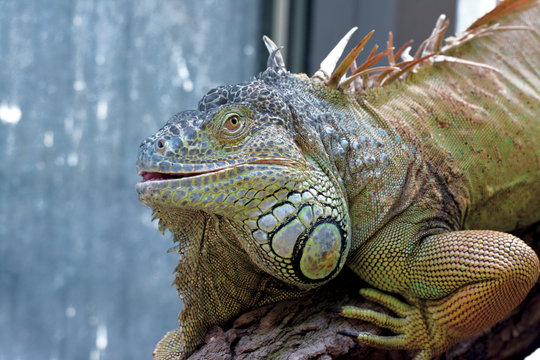 Leguan