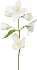 illustration with white isolated jasmine branch