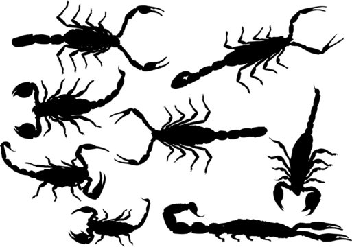 eight black isolated scorpions