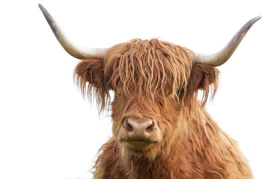 Highland Cattle Porträt