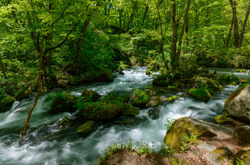 Fototapeta na wymiar Oirase gorge in fresh green, Aomori, Japan