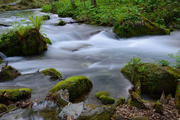 Oirase gorge in fresh green, Aomori, Japan