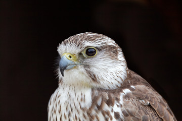 Falco cherrug - Faucon sacré - Saker Falcon