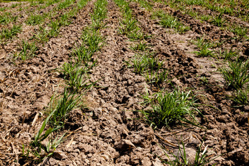 New sugarcane plantation in Thailand