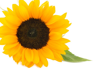 Sunflower isolated on white background