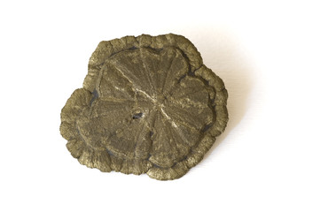 Pyrite sun from the USA. 8.5cm across.