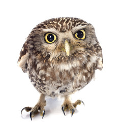 Obraz premium Little owl
