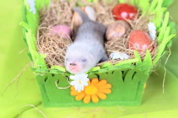 Ferret baby in the nest of hay