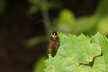 Waldschabe mit langen Fühlern auf einem Blatt