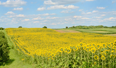 Sunflower Field