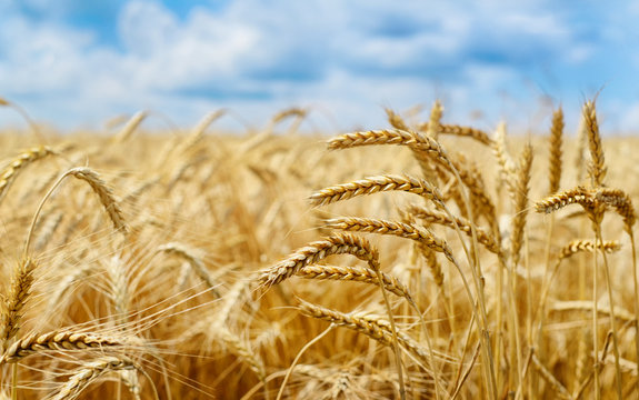 Golden wheat field under sky