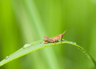 Jumper on grass blade