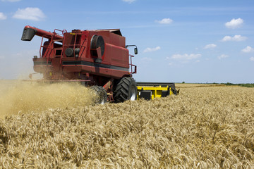 Fototapeta premium Wheat harvesting