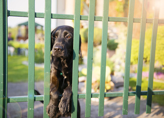 Dog behind the fence