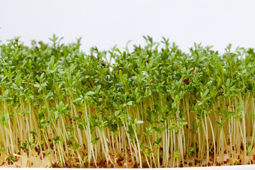 Fototapeta premium Cress seedlings isolated on white background