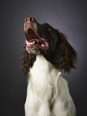 Working english springer spaniel