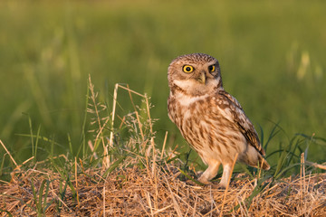 the astonishment of the little owl