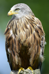 Red Kite