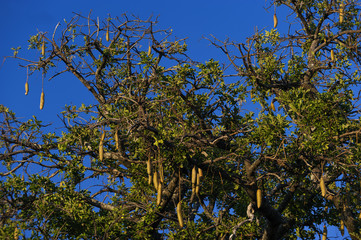 Leberwurstbaum, Chobe Park, Botswana