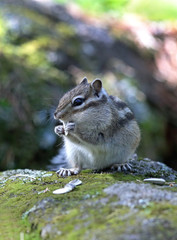 Chipmunk