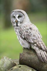 Short Eared Owl