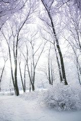 winter forest