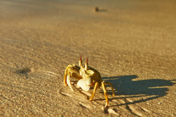 Crab on a beach