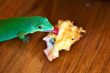 Green gecko lizard eating apple core