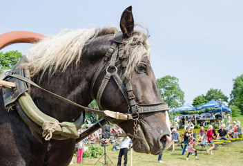 close up black horse head white mane and harness