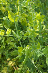 Obraz premium Green peas