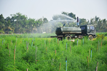 Fototapeta na wymiar Agriculture at sparrowgrass field in countryside Phetchaburi