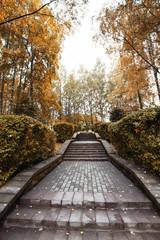 Siberia forest.Yamal