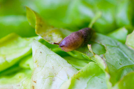 Nacktschnecke