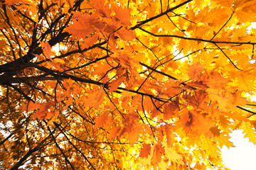 maple tree in autumn