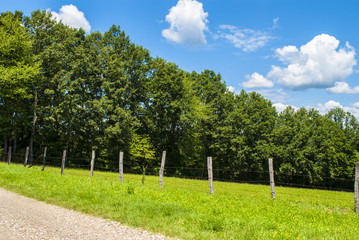 Path, Forest, Sky