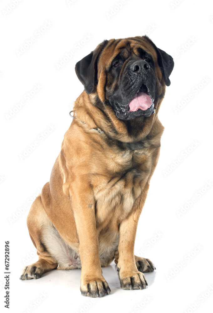 Sticker mastiff