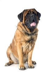 mastiff
