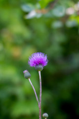Preview flowering weed plants in a meadow thistle