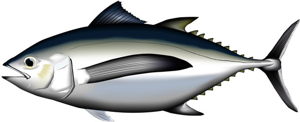 ビンチョウマグロ