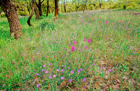 F83. Sous-bois tapiss&eacute; d'aphyllanthes et d'orchid&eacute;es sauvages