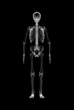 X-ray full body of skeleton