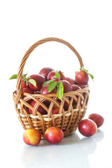 cherry-plum