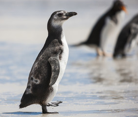 Magellanic Penguin in the Falkland Islands