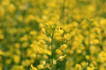 Rapeseed (Brassica rapa) Plant on a Field