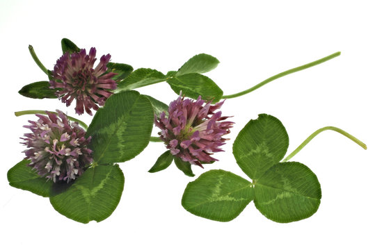 gr&uuml;ner Klee mit Bl&uuml;ten