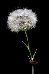 A big dandelion blowball in a vase, isolated on black background