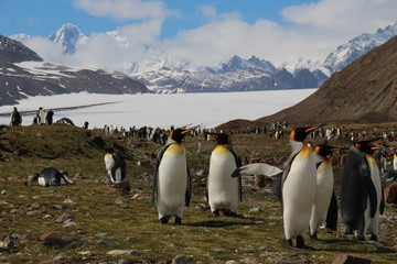 King penguins, Fortuna Bay, South Georgia