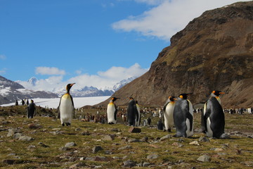 King penguins, Fortuna Bay, South Georgia
