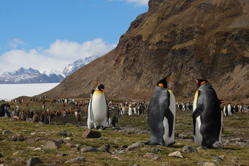 King penguins, Fortuna Bay, South Georgia