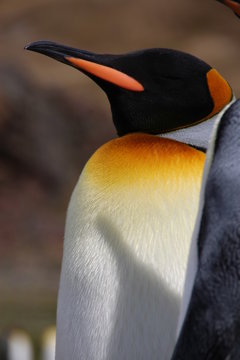 King penguin, Fortuna Bay, South Georgia